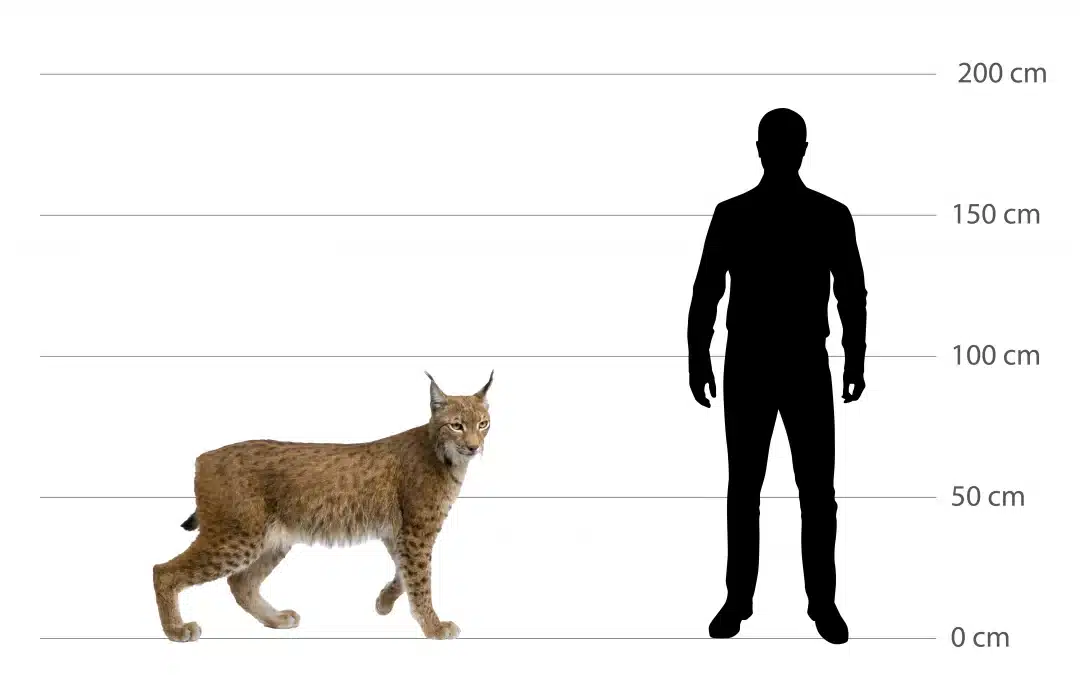Luchs Größe