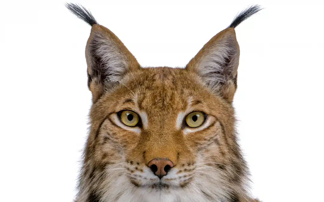 Luchs Ohren – Charakteristische Merkmale und genetische Probleme