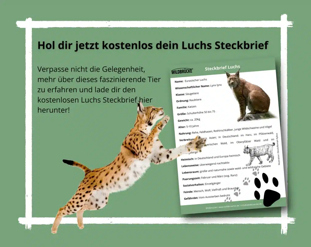 Lade dir hier den kostenlosen Luchs Steckbrief herunter