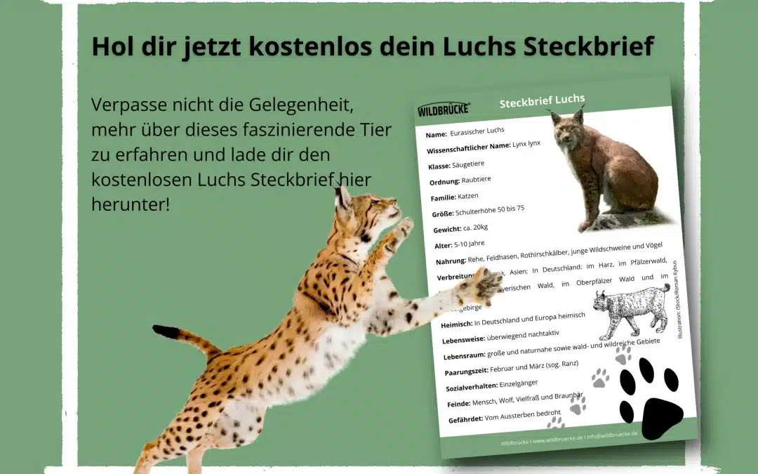 Der Luchs Steckbrief