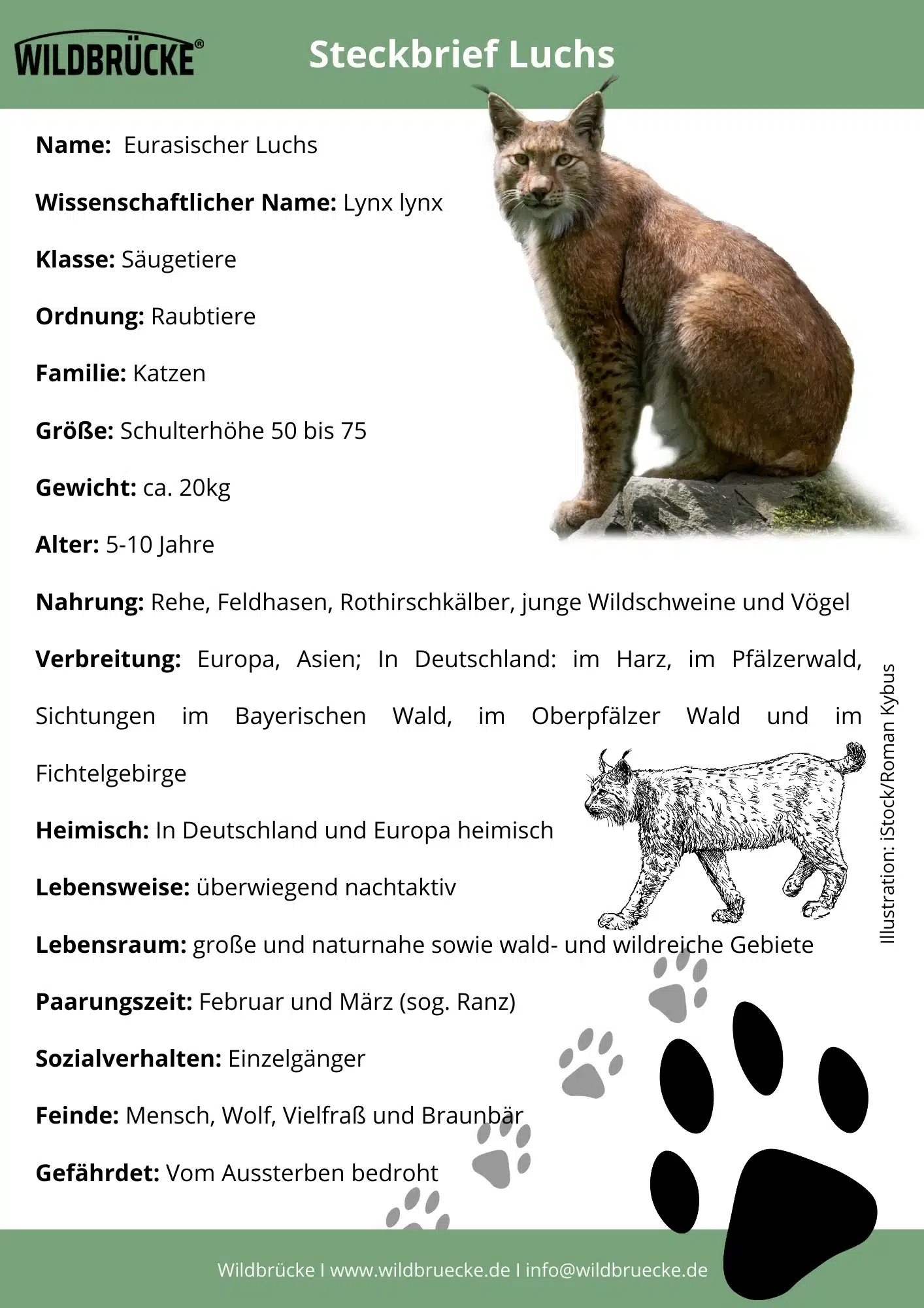 Luchs Wildtiere In Deutschland Wildbr cke