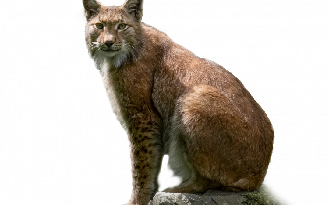 Luchs