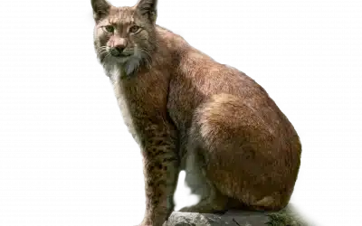Luchs