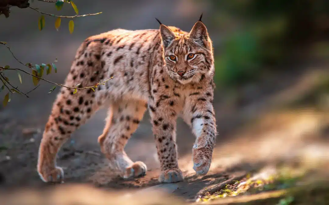 Luchs in Deutschland – Rückkehr des heimlichen Jägers