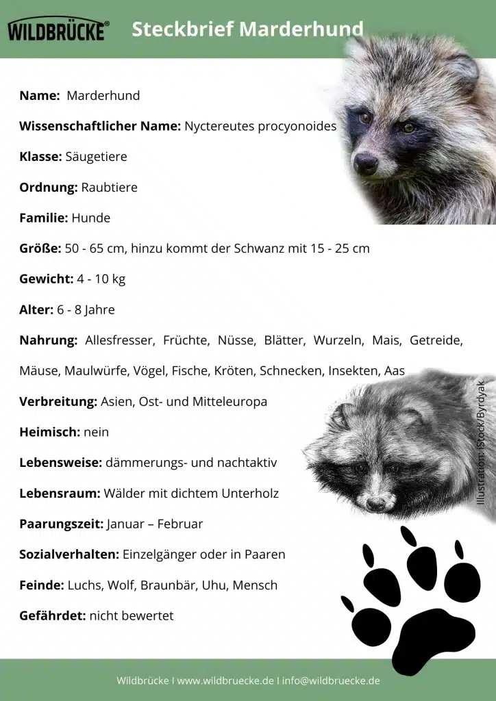 Marderhund Steckbrief