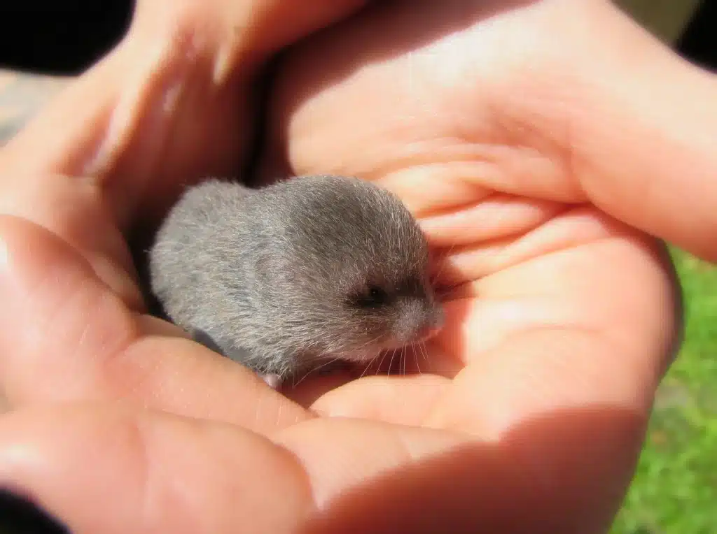 Maulwurf Baby auf einer Hand - Wildtiere in Deutschland