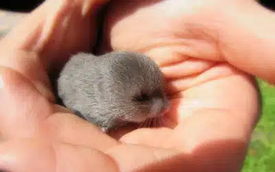 Maulwurf Babys