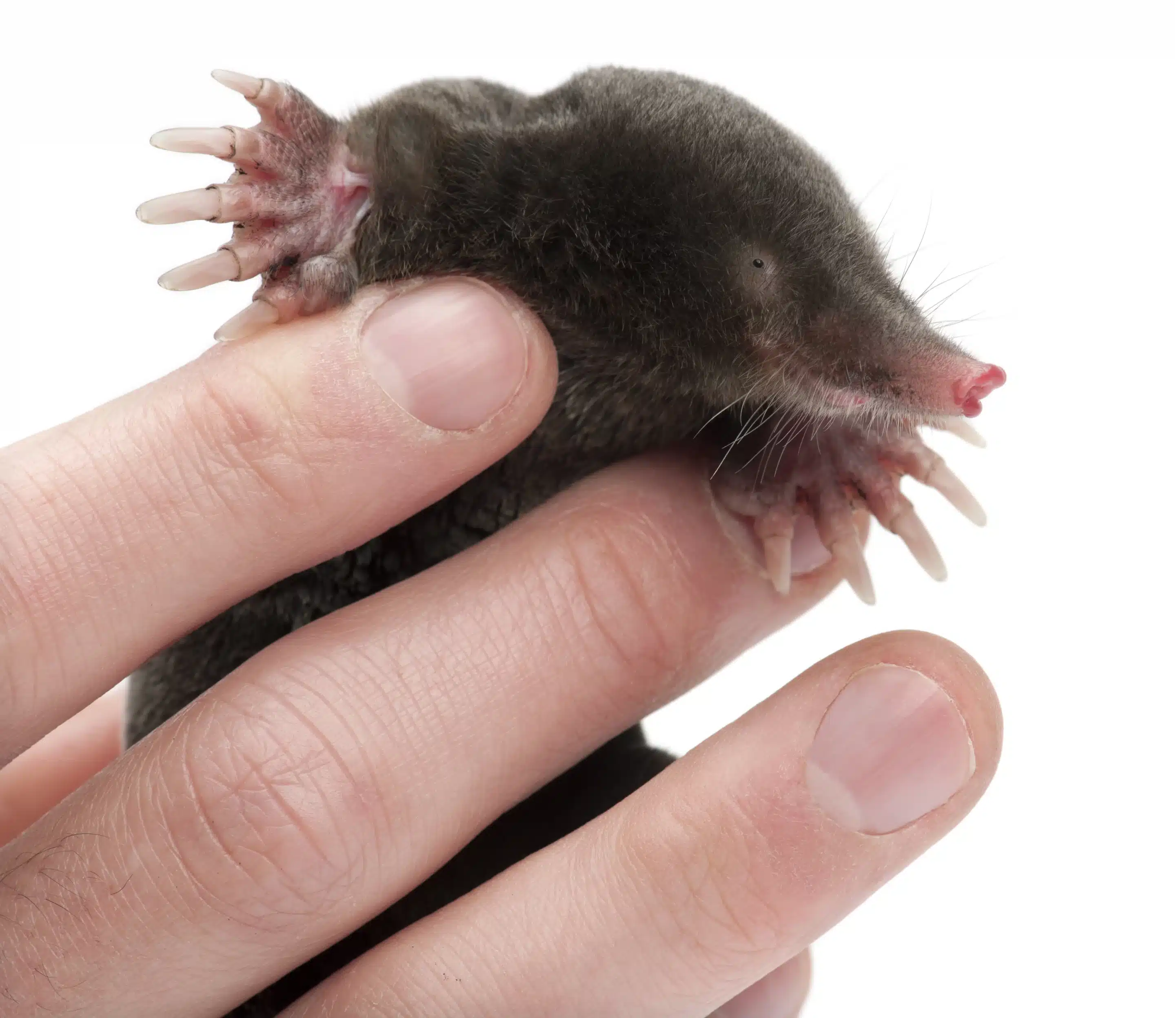 Maulwurf auf einer Hand - Wildtiere in Deutschland