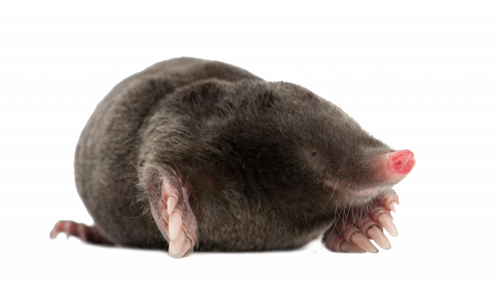Maulwurf - Wildtiere in Deutschland