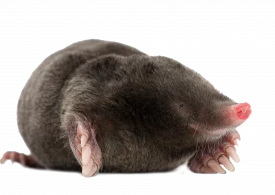 Maulwurf