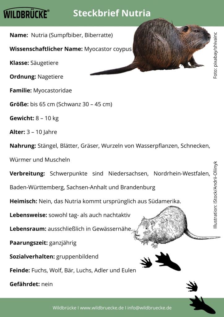 Nutria Steckbrief