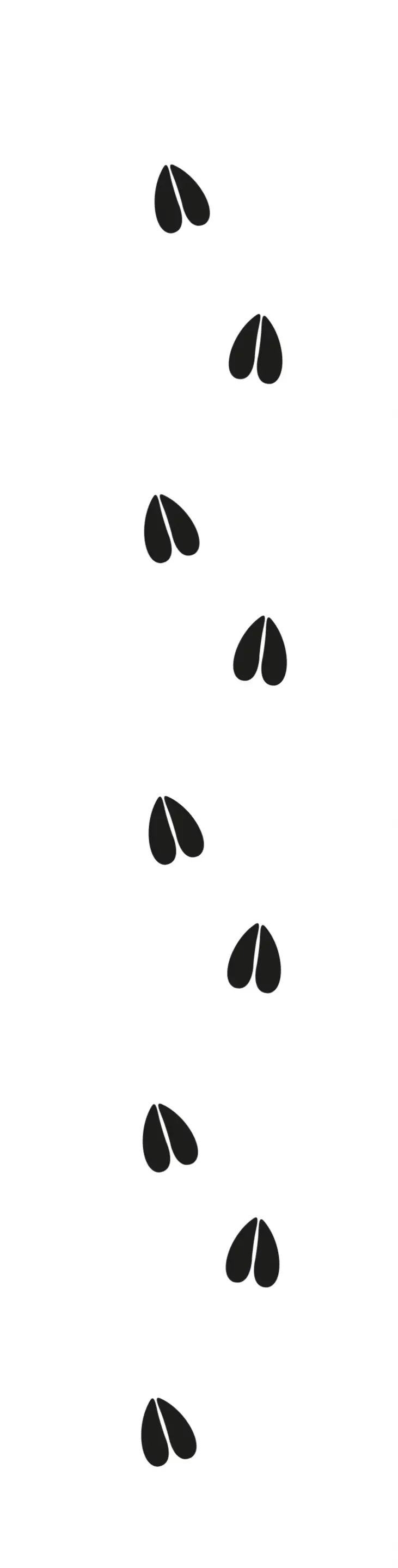 Reh Spuren - Wildtiere in Deutschland