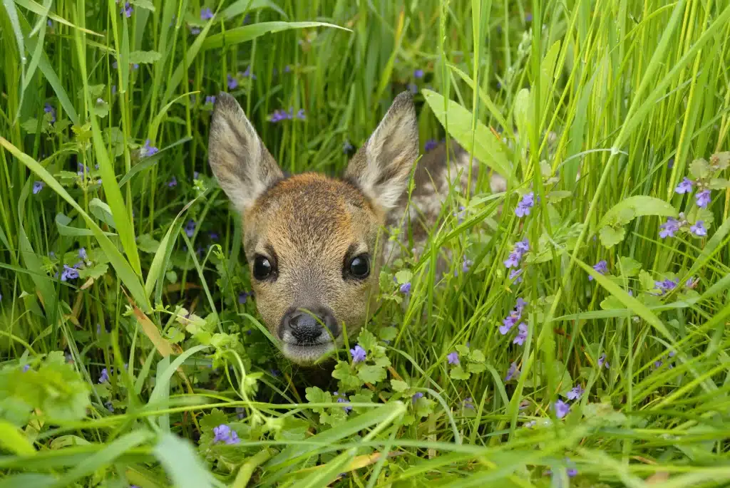 Rehkitz in einer Wiese - Wildtiere in Deutschland