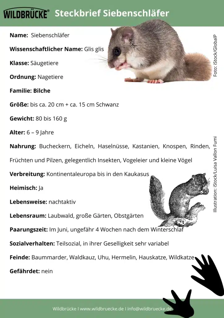 Siebenschläfer Steckbrief