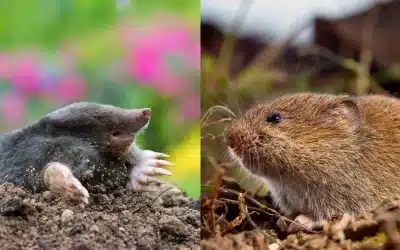 Maulwurf oder Wühlmaus? So erkennst du den Unterschied im Garten