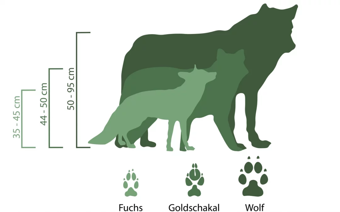 Unterschiede zwischen Wolf, Goldschakal und Fuchs – Drei faszinierende Beutegreifer Europas