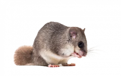 Siebenschläfer