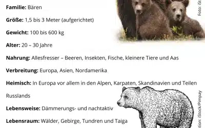Braunbär Steckbrief – Alle Fakten zu Ursus arctos