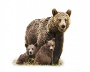 Braunbär - Wildtiere in Deutschland