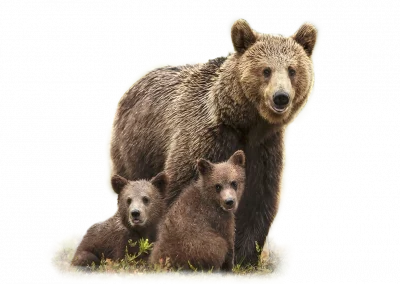 Braunbär