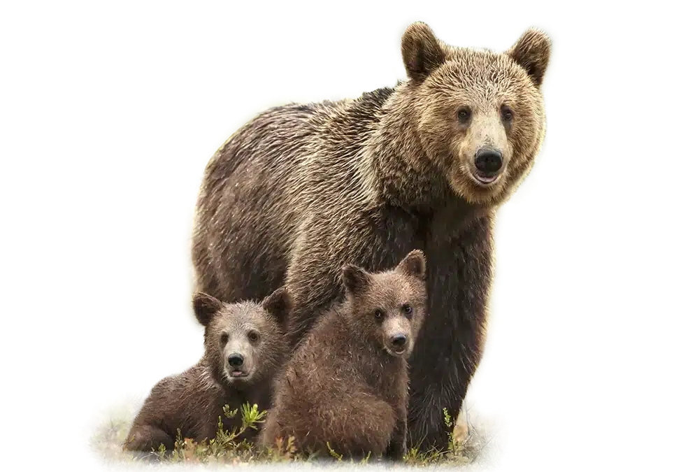 Braunbär