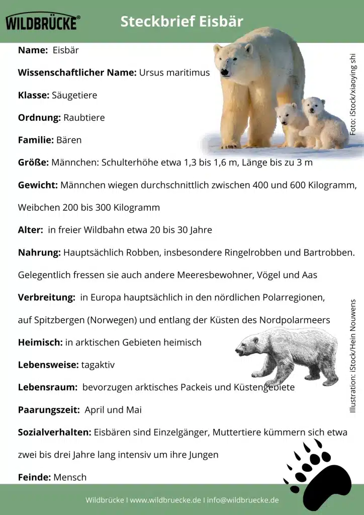 Eisbär Steckbrief