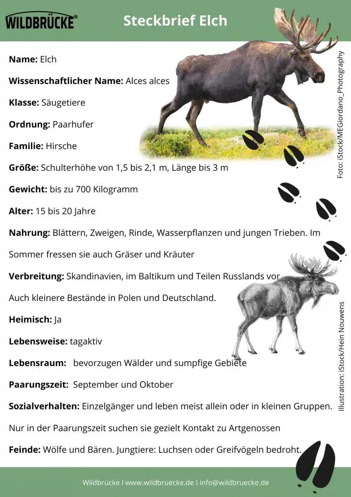 Elch Steckbrief