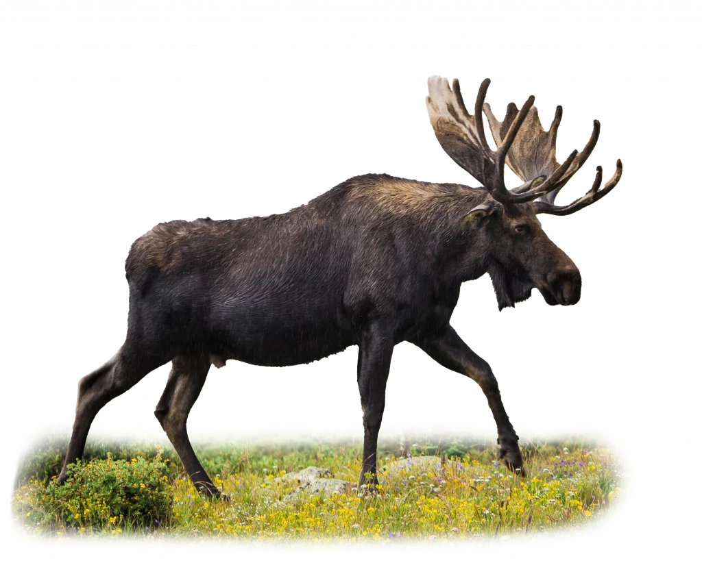 Elch - Wildtiere in Europa