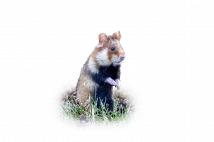 Feldhamster - Wildtiere in Deutschland