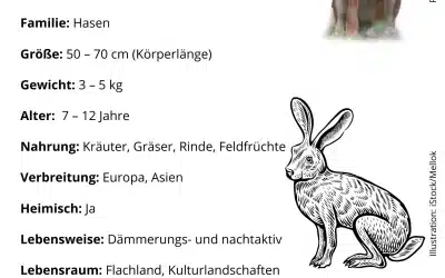🐇 Der Feldhase im Steckbrief – Wildtiere in Europa einfach erklärt
