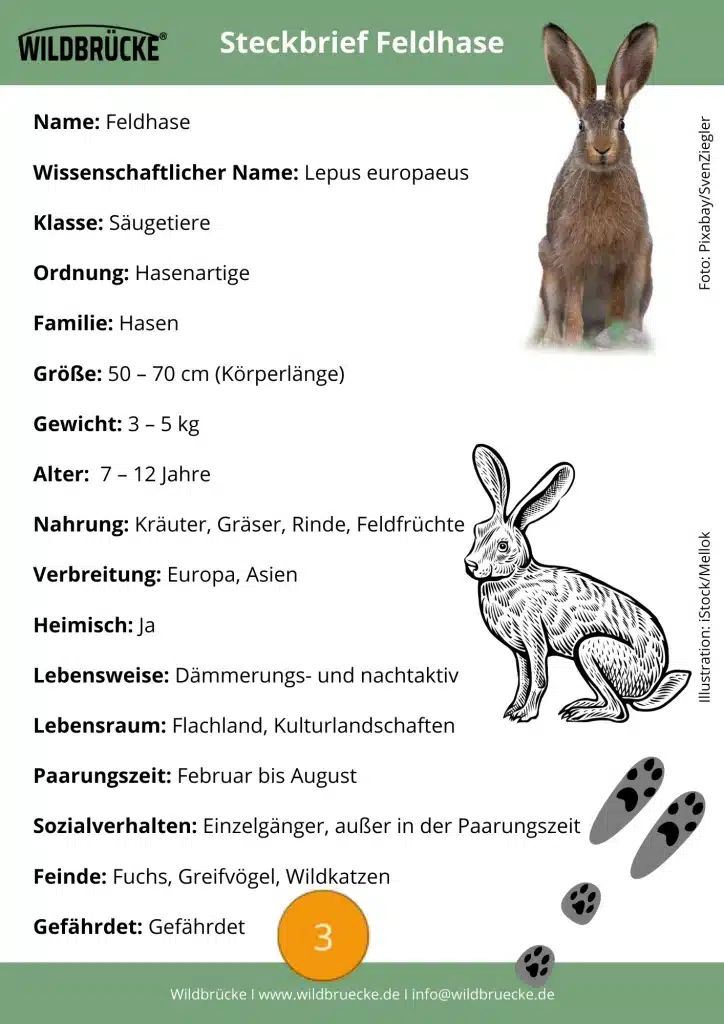 Feldhase Steckbrief - Wildtiere in Deutschland