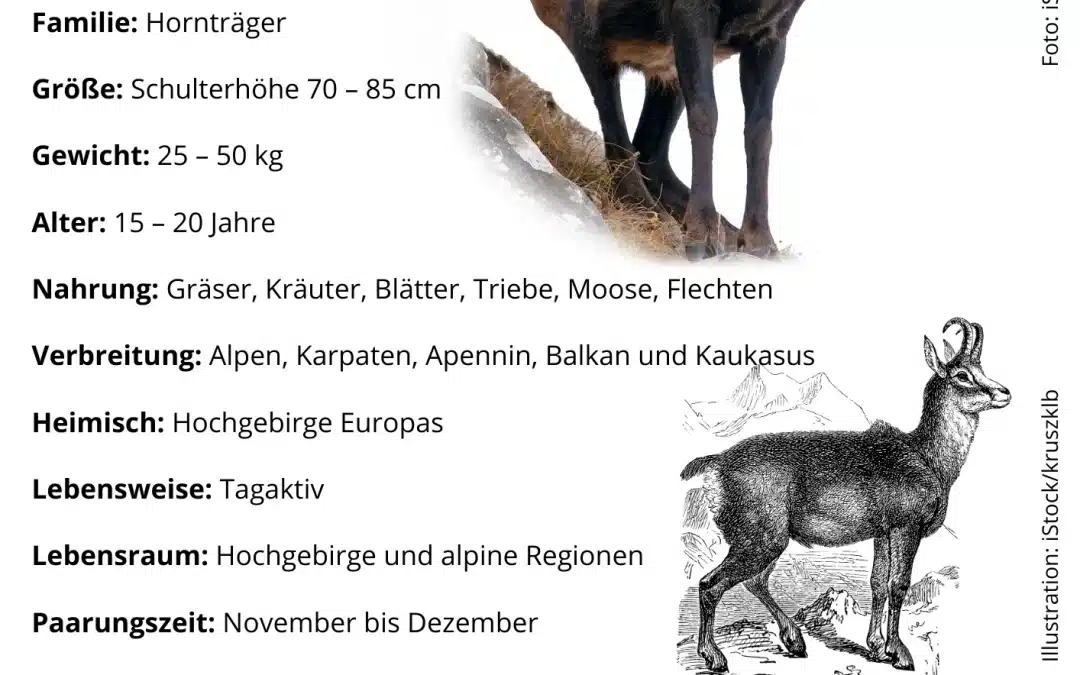 Gams Steckbrief – Das Wildtier der Hochgebirge