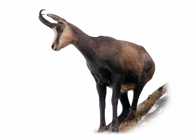 Gams
