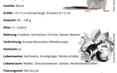 Gartenschläfer Steckbrief – Alles, was du wissen musst