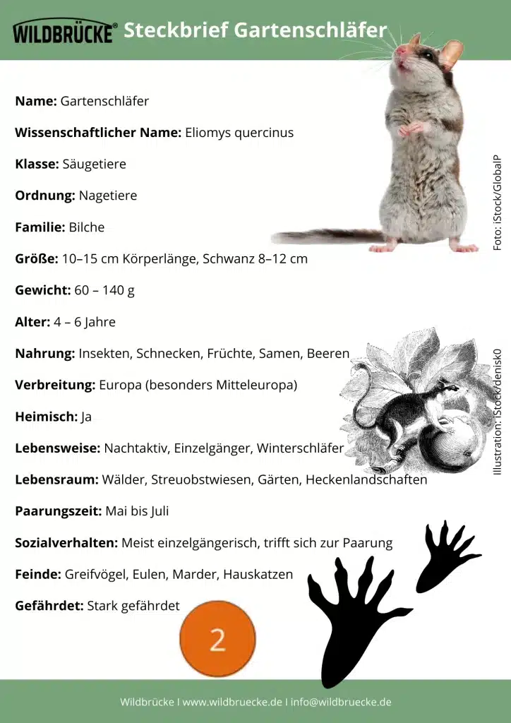 Gartenschläfer Steckbrief - Wildtiere in Deutschland
