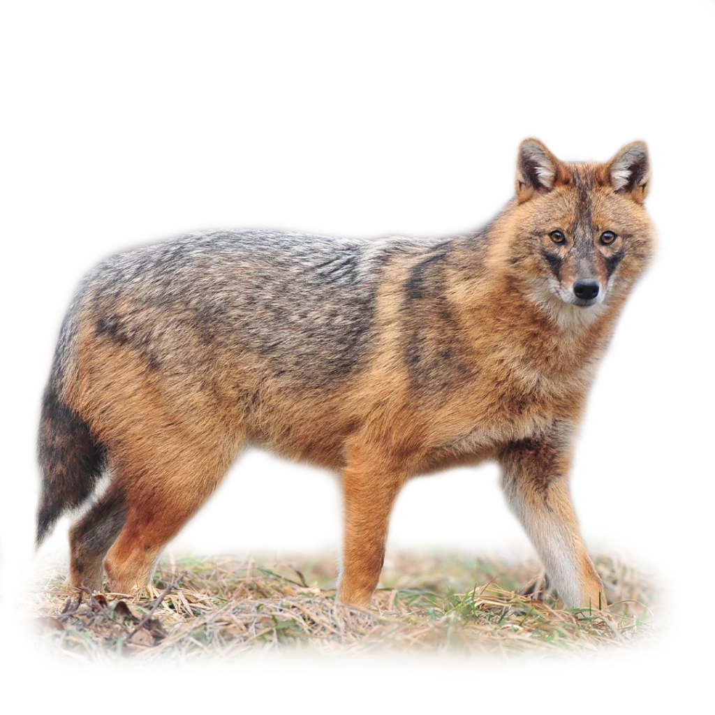 Goldschakal - Wildtiere in Deutschland