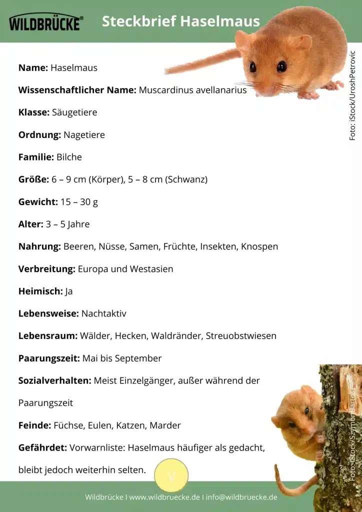 Haselmaus Steckbrief