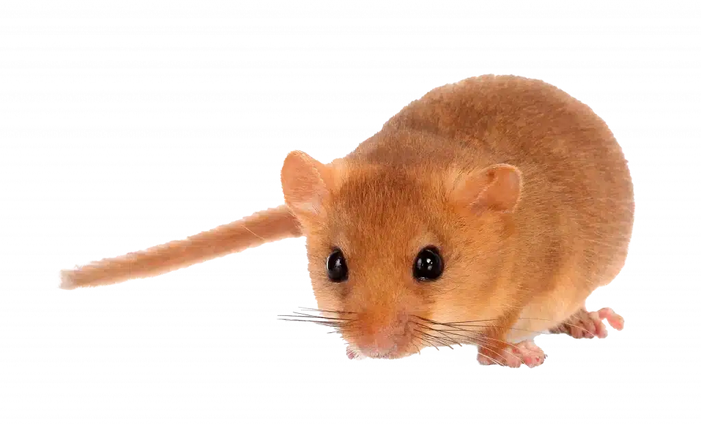 Haselmaus - Wildtiere in Deutschland