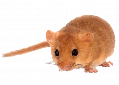 Haselmaus