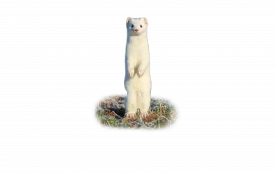 Hermelin