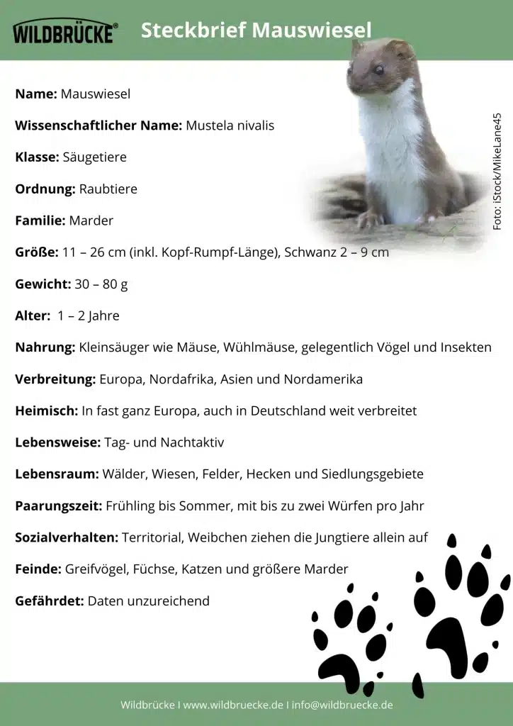 Mauswiesel Steckbrief