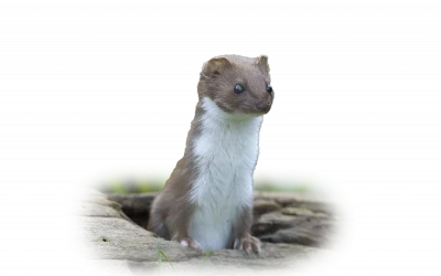 Mauswiesel