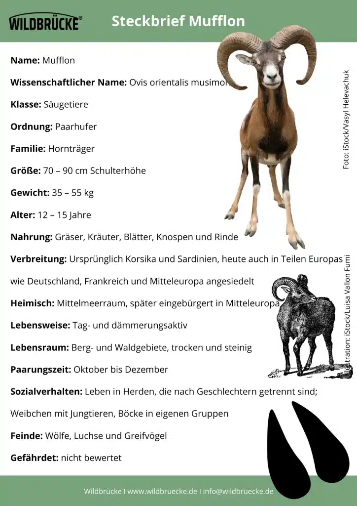 Mufflon Steckbrief