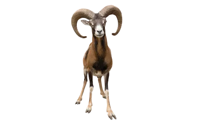 Mufflon