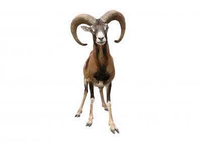 Mufflon