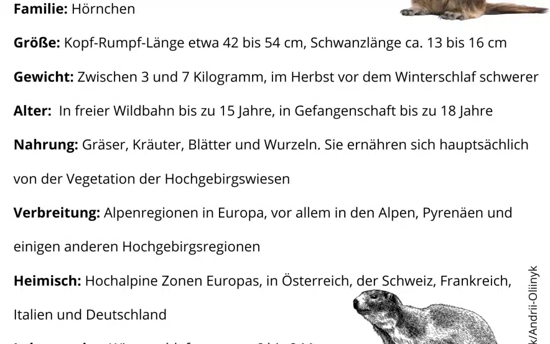 Steckbrief Murmeltier