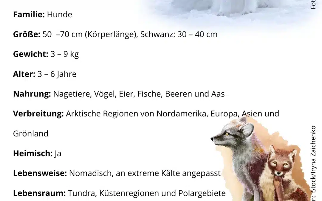 Polarfuchs Steckbrief