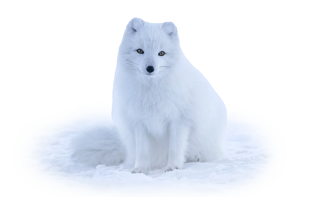 Polarfuchs