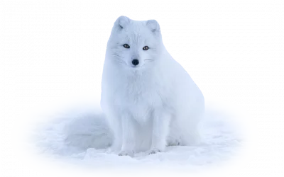 Polarfuchs