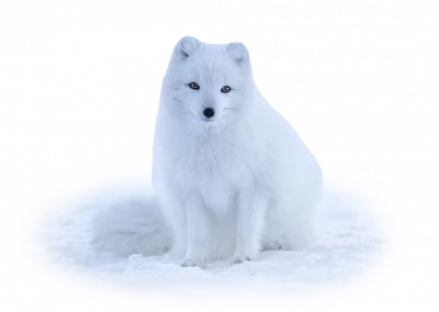 Polarfuchs